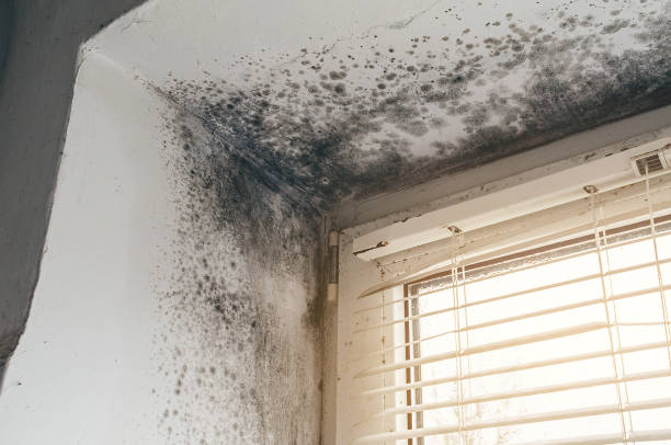 Affordable Attic Mold Removal solutions in Garwood, NJ